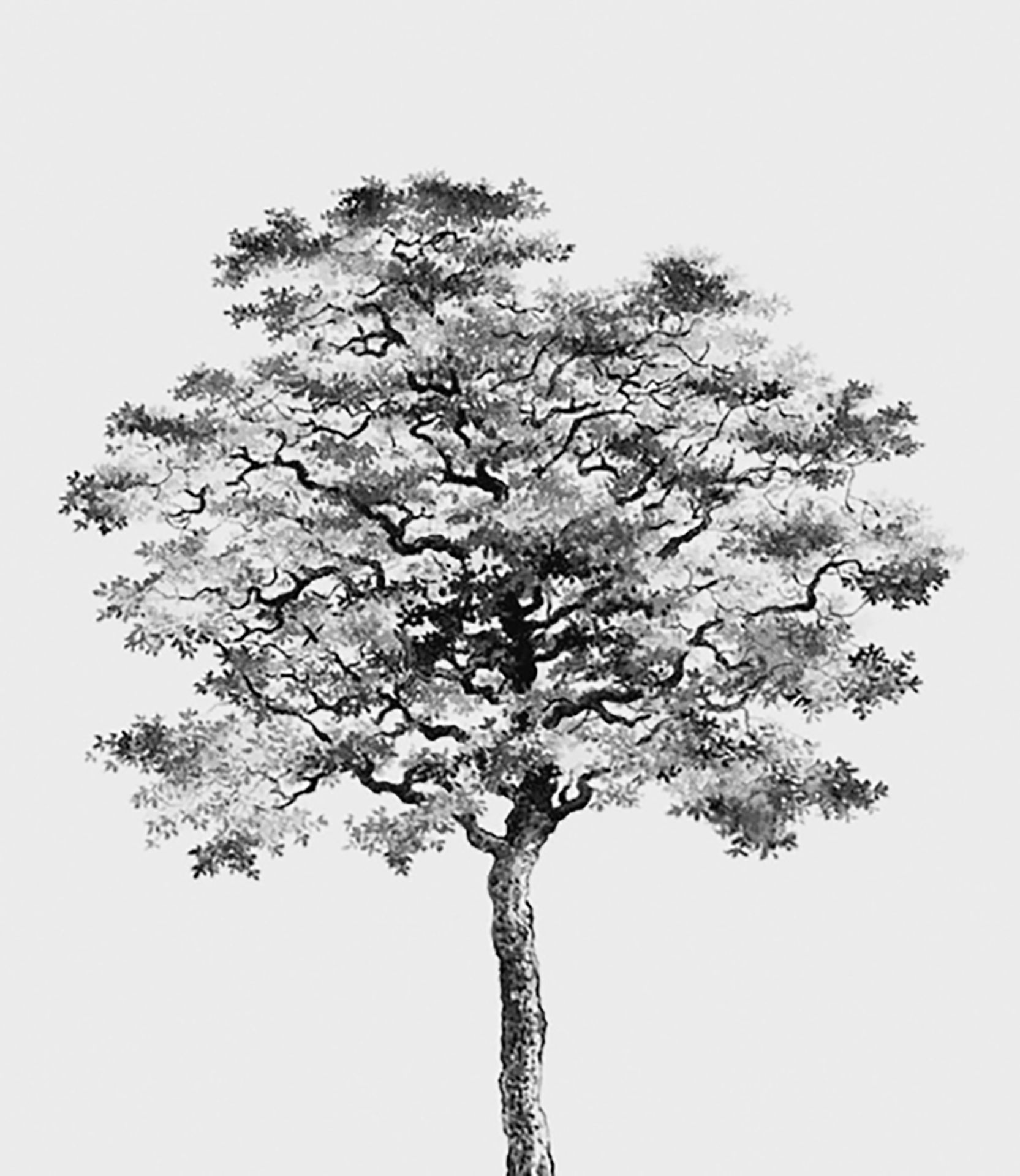 Natuurlijke elegantie